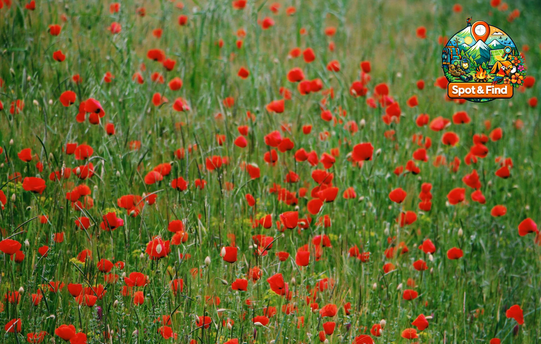 Bild für Bloemvelden