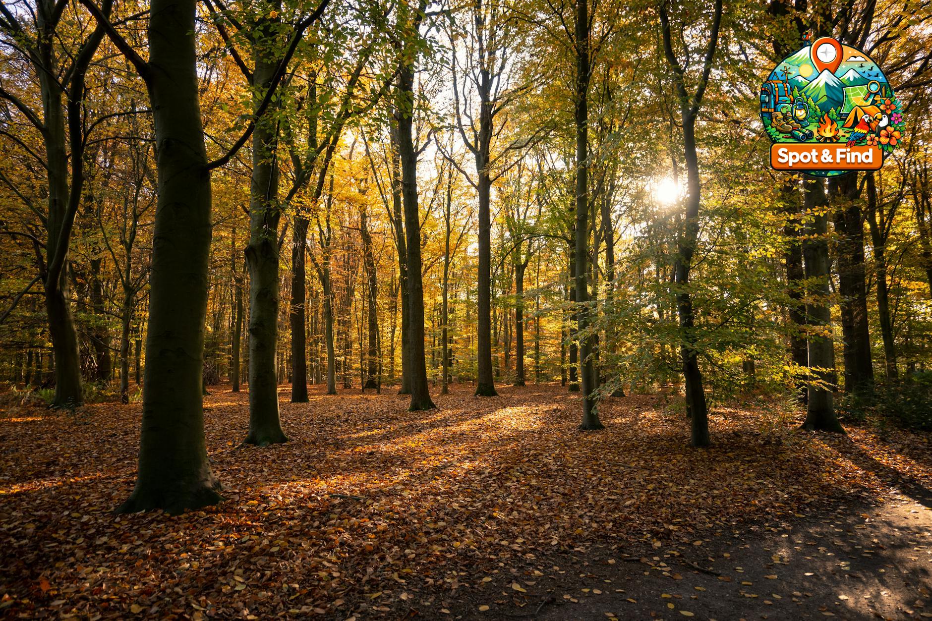 Bild für Herfstkleur-spots
